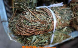 含羞草小姐姐漂亮,倾国倾城，美艳不可方物